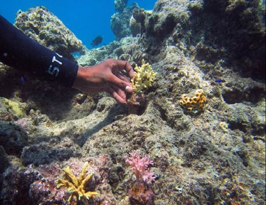 ADE Project coral restoration work